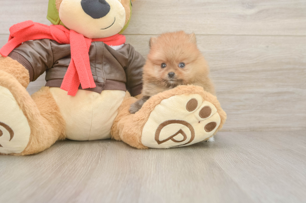 6 week old Pomeranian Puppy For Sale - Fairfield Furbabies