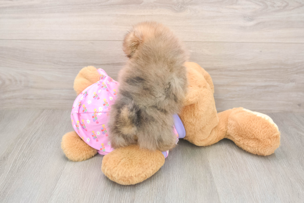 Best Pomeranian Baby