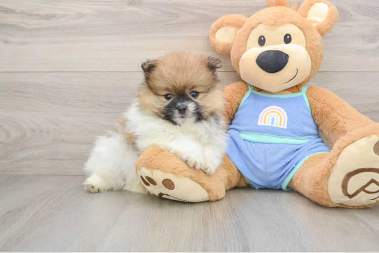 Energetic Pom Purebred Puppy