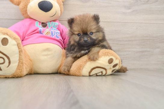 EZRA, a Pomeranian littermate