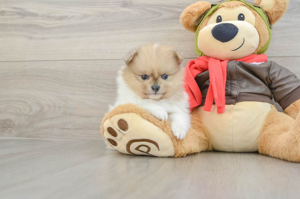 5 week old Pomeranian Puppy For Sale - Fairfield Furbabies