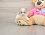 5 week old Pomeranian Puppy For Sale - Fairfield Furbabies