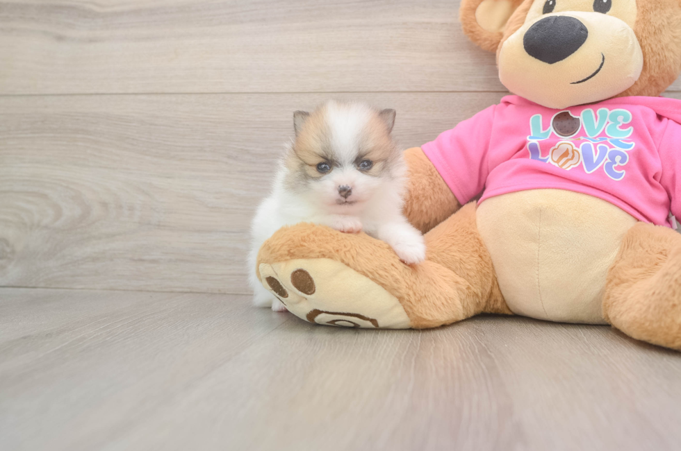 5 week old Pomeranian Puppy For Sale - Fairfield Furbabies