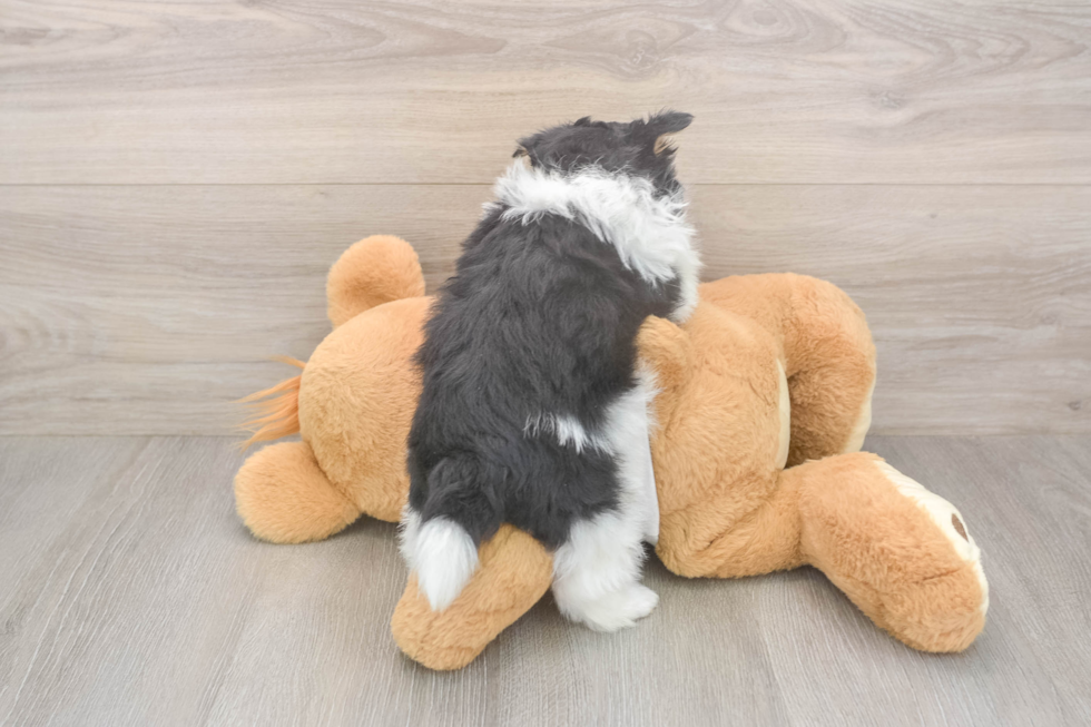 Pomeranian Puppy for Adoption