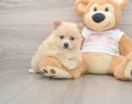 7 week old Pomeranian Puppy For Sale - Fairfield Furbabies