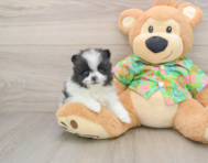 9 week old Pomeranian Puppy For Sale - Fairfield Furbabies