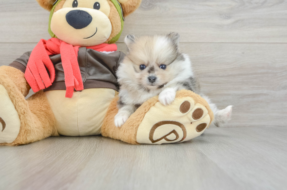 5 week old Pomeranian Puppy For Sale - Fairfield Furbabies