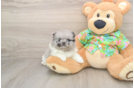Pomeranian Puppy for Adoption