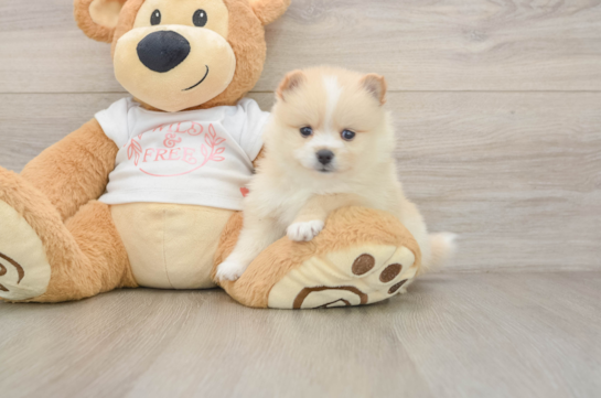 FANTASIA, a Pomeranian littermate