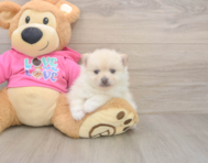5 week old Pomeranian Puppy For Sale - Fairfield Furbabies
