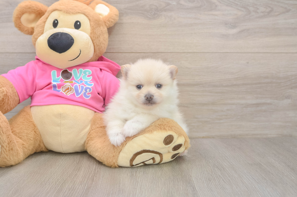 5 week old Pomeranian Puppy For Sale - Fairfield Furbabies