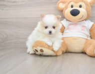 7 week old Pomeranian Puppy For Sale - Fairfield Furbabies