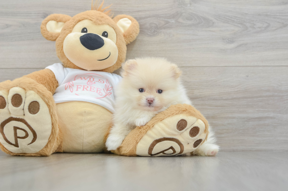 7 week old Pomeranian Puppy For Sale - Fairfield Furbabies