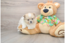 Best Pomeranian Baby