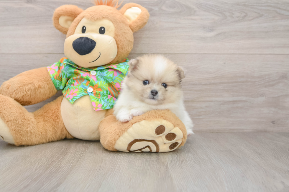 Pomeranian Puppy for Adoption