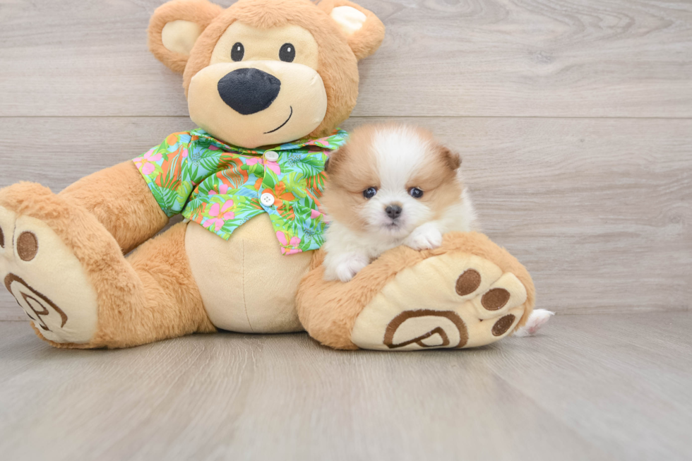 Pomeranian Pup Being Cute