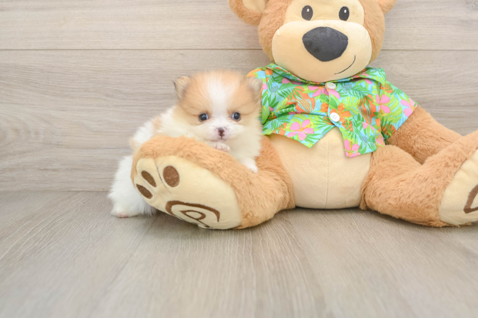 Best Pomeranian Baby