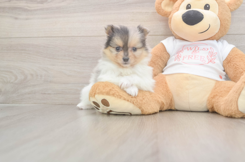 7 week old Pomeranian Puppy For Sale - Fairfield Furbabies