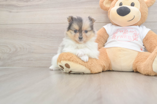 Best Pomeranian Baby