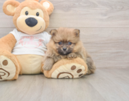 7 week old Pomeranian Puppy For Sale - Fairfield Furbabies