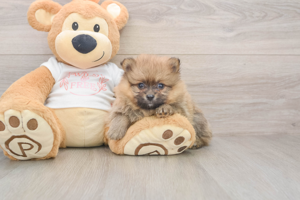 Pomeranian Pup Being Cute