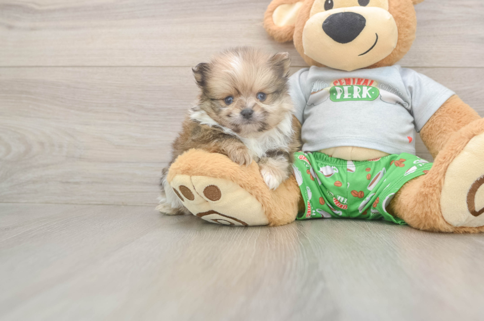 5 week old Pomeranian Puppy For Sale - Fairfield Furbabies