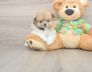 7 week old Pomeranian Puppy For Sale - Fairfield Furbabies