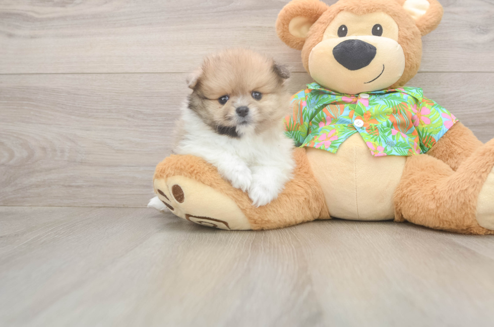 7 week old Pomeranian Puppy For Sale - Fairfield Furbabies