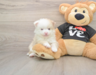 8 week old Pomeranian Puppy For Sale - Fairfield Furbabies