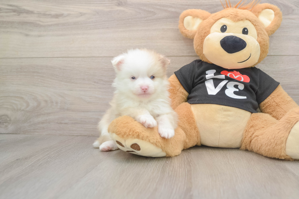 Funny Pomeranian Purebred Pup