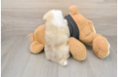 Akc Registered Pomeranian Baby