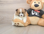 8 week old Pomeranian Puppy For Sale - Fairfield Furbabies