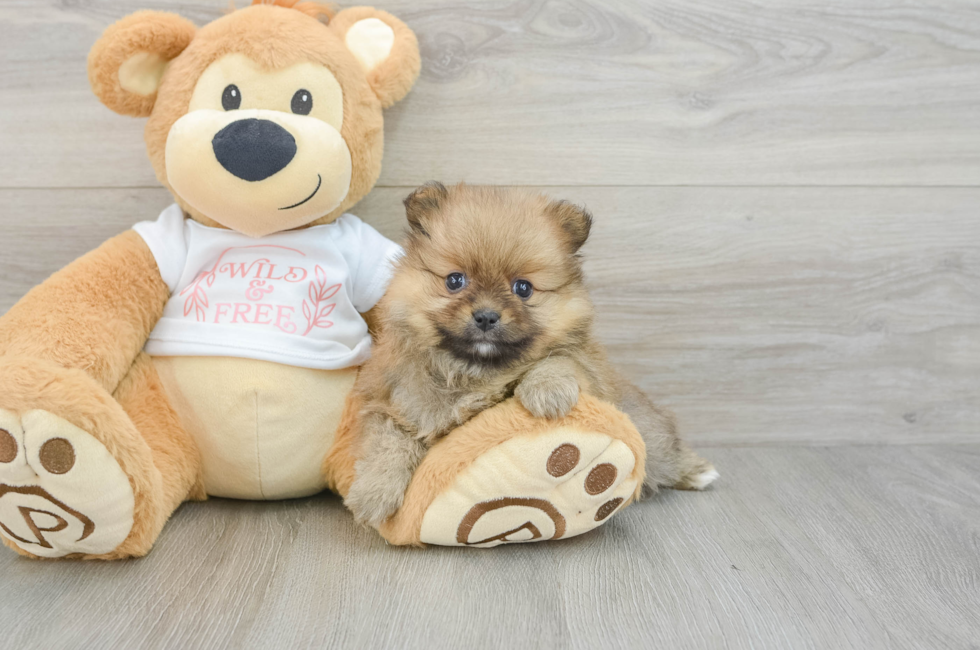 6 week old Pomeranian Puppy For Sale - Fairfield Furbabies