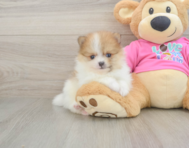 7 week old Pomeranian Puppy For Sale - Fairfield Furbabies