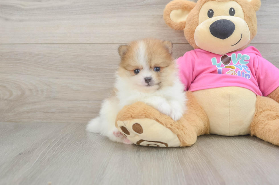7 week old Pomeranian Puppy For Sale - Fairfield Furbabies