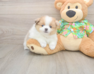 7 week old Pomeranian Puppy For Sale - Fairfield Furbabies