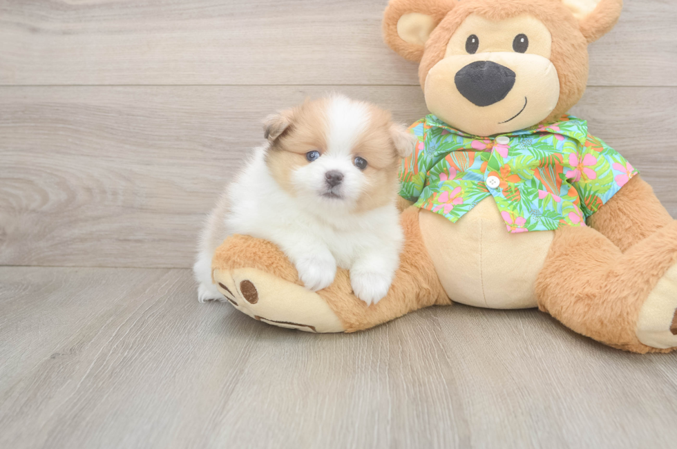 7 week old Pomeranian Puppy For Sale - Fairfield Furbabies