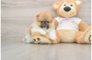 Akc Registered Pomeranian Purebred Pup