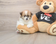 8 week old Pomeranian Puppy For Sale - Fairfield Furbabies