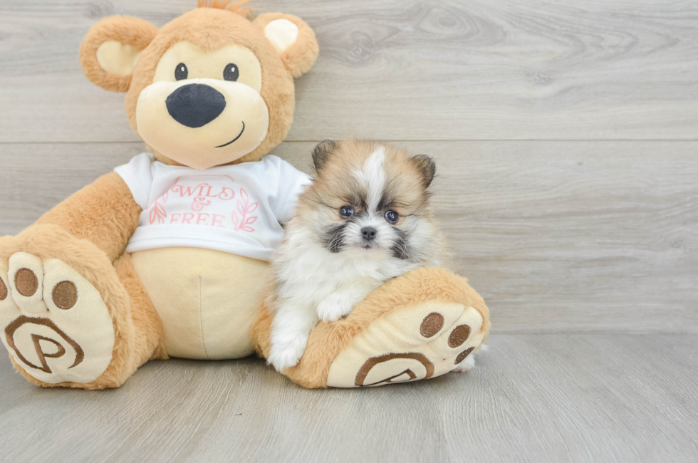 6 week old Pomeranian Puppy For Sale - Fairfield Furbabies