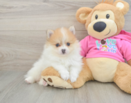 7 week old Pomeranian Puppy For Sale - Fairfield Furbabies