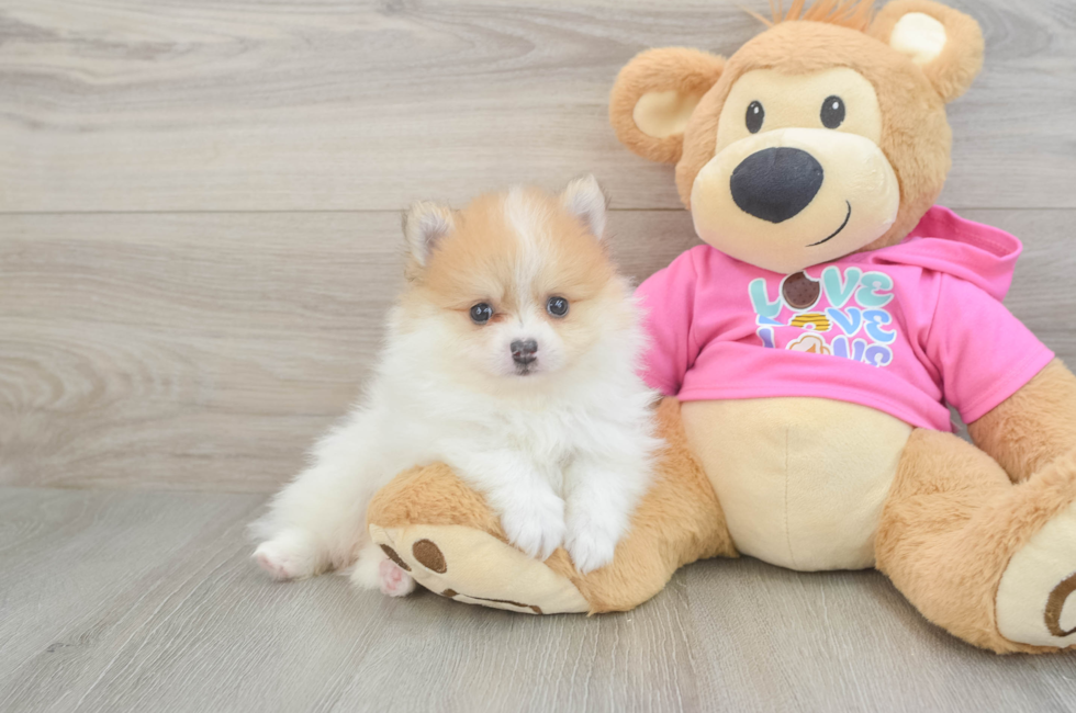 7 week old Pomeranian Puppy For Sale - Fairfield Furbabies