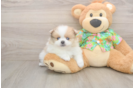 Best Pomeranian Baby