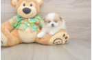 Best Pomeranian Baby