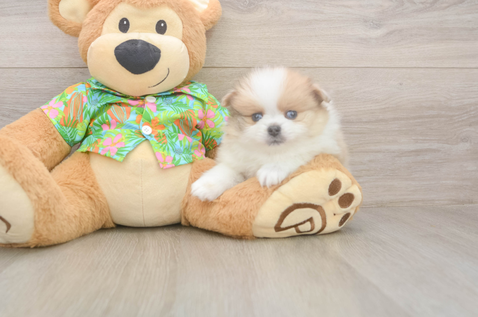 7 week old Pomeranian Puppy For Sale - Fairfield Furbabies