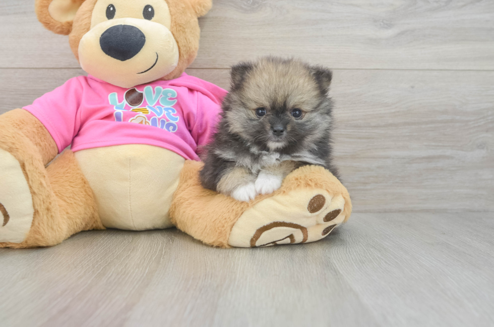 7 week old Pomeranian Puppy For Sale - Fairfield Furbabies