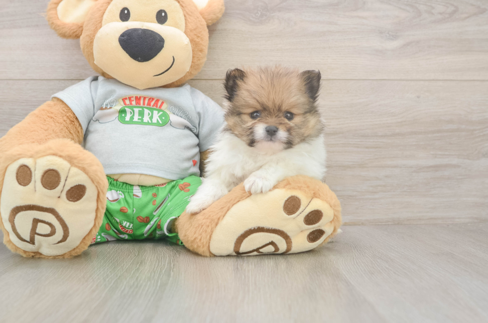 5 week old Pomeranian Puppy For Sale - Fairfield Furbabies
