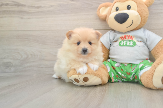 Best Pomeranian Baby