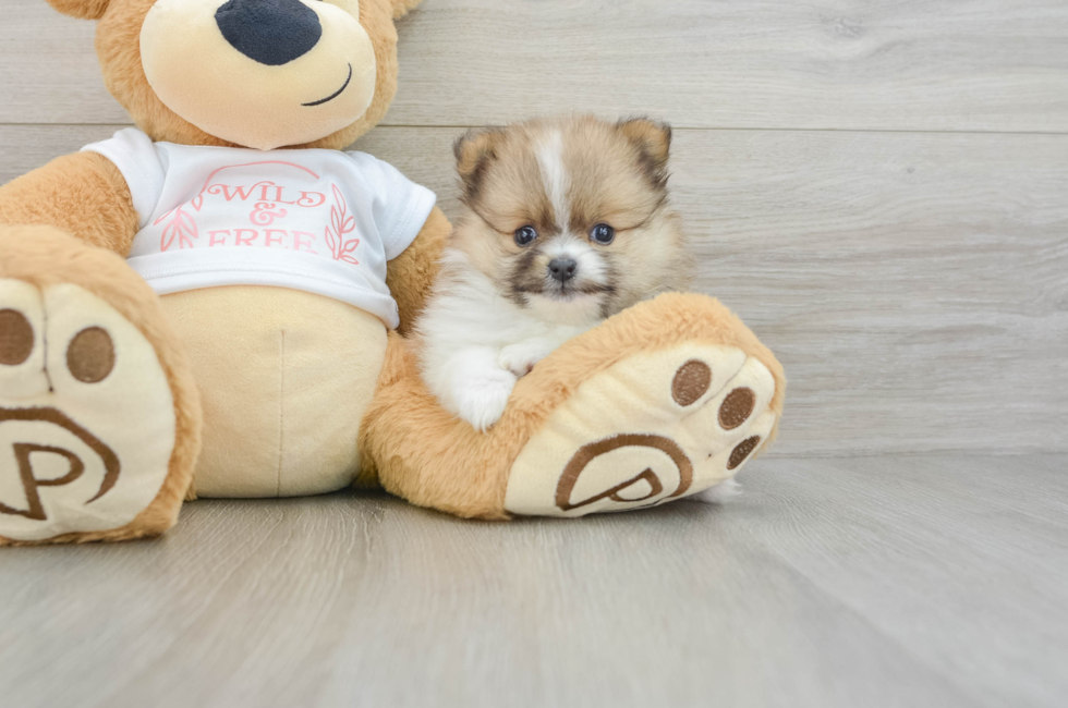 6 week old Pomeranian Puppy For Sale - Fairfield Furbabies