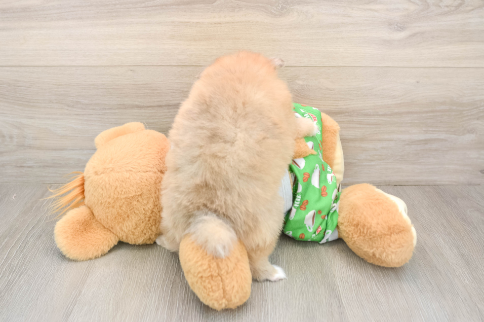 Akc Registered Pomeranian Purebred Pup